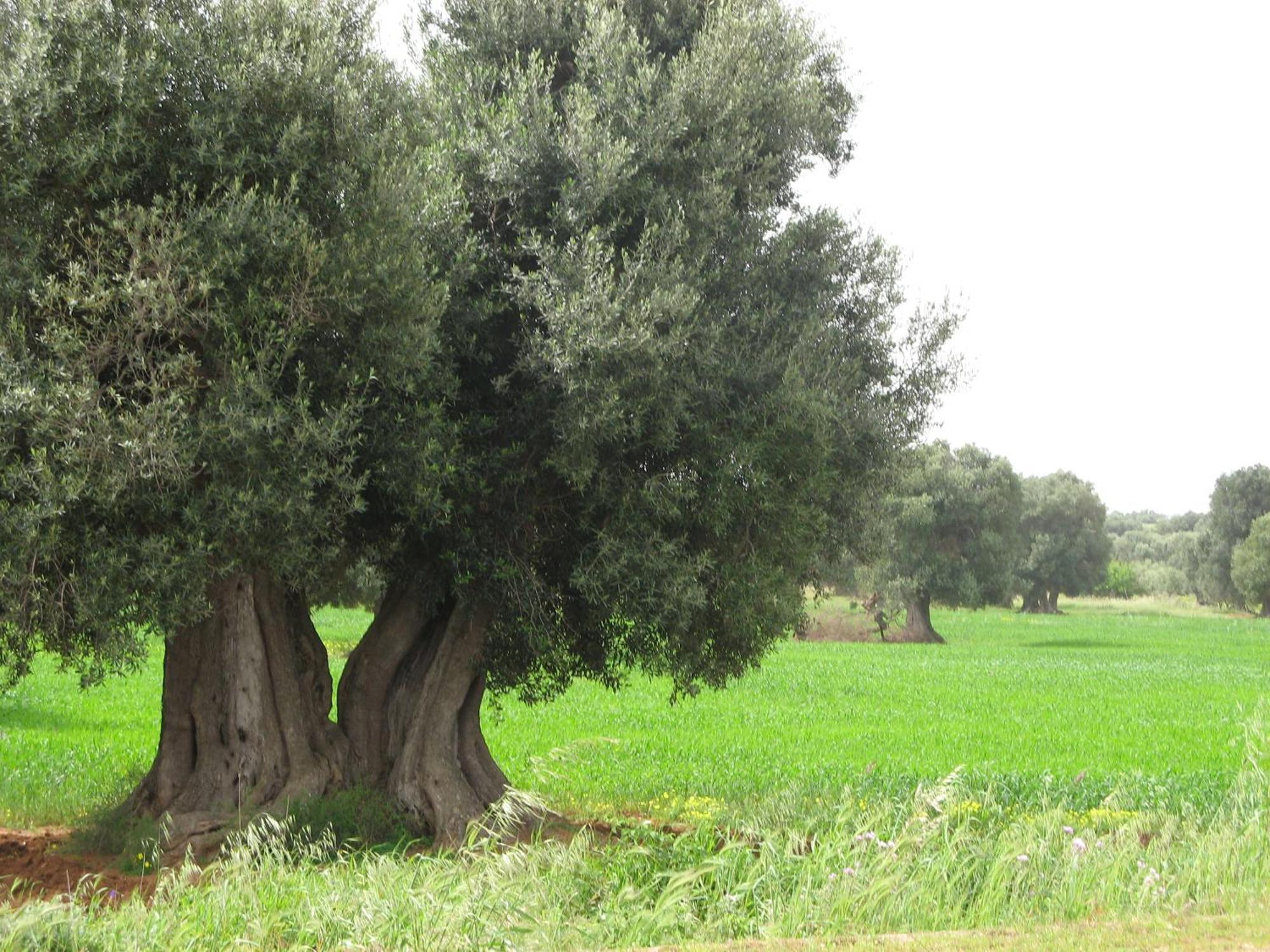 Masseria Asciano Ostuni Dış mekan fotoğraf