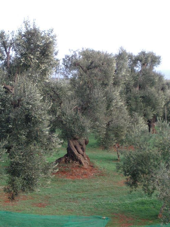 Masseria Asciano Ostuni Dış mekan fotoğraf
